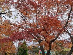 -三鹰之森吉卜力美术馆