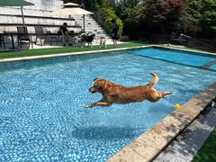 -汪说喵讲宠物乐园宠物酒店(红星美凯龙店)