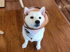 -豆柴町-柴犬主题狗咖(红鼎国际C座店)