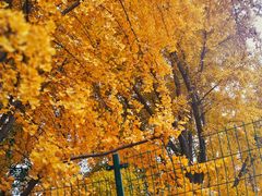 -三里屯东五街银杏大道