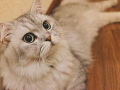 -猫友咖啡店(玉林西路店)