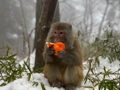 -庐山风景区花径公园