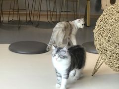 -飞行喵MR PILOT|猫舍·猫咖(静安大融城店)