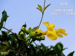 -东南花都花博园