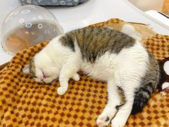-COLOR PETS 撸猫馆·购猫·猫咖(长风大悦城店)
