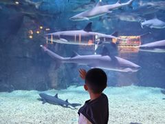 -烟台海昌鲸鲨海洋公园