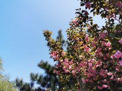 -长白岛森林公园