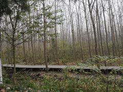 -合肥滨湖国家森林公园