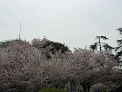 -武汉大学-樱园