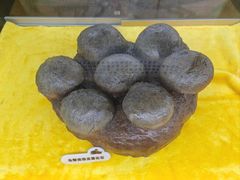 -诸城市恐龙博物馆