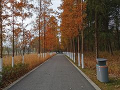 -昆山城市生态森林公园