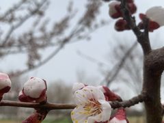 -汉长安城未央宫国家考古遗址公园