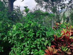 -海南热带雨林国家公园吊罗山景区
