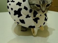 -艾贝尔宠物医院·24H转诊中心·肿瘤猫专科(江宁双龙店)
