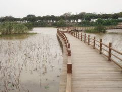 景点-大湾区中央湿地公园