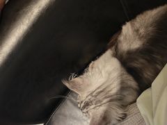 -宠颐生斯嘉宠物医院·急重症·心内科(谷阳北路分院)