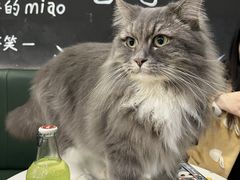 -安格丽娜·狗咖·猫咖羊驼咖(春熙路百盛商场店)