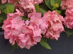-荷兰花海