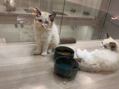-飞行喵MR PILOT|猫舍·猫咖(静安大融城店)