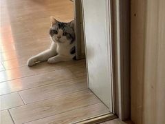 -东方名猫馆·英短金渐层布偶猫舍(环线广场1号楼店)