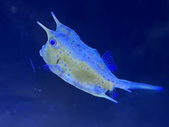 -上海海洋水族馆