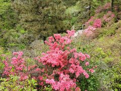 -木兰云雾山