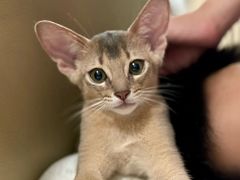 -欣宠猫屋·矮脚拿破仑·蓝金金渐层