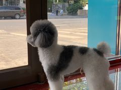 -安安宠医·臻爱宠物医院·宠保定点(营门口路分院)