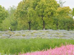 -春花秋色城市公园