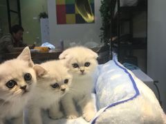 -东方名猫馆·英短金渐层布偶猫舍(环线广场1号楼店)