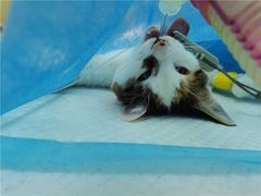 -宠颐生汉谟拉比宠物医院