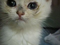 -博特宠物医院24h犬猫全科.骨科·异宠