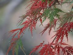 -秋霞圃