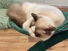 -袖虎·猫馆(体育西路店)