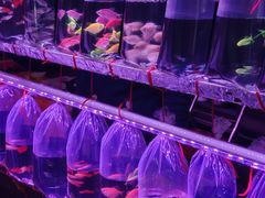 -中环花鸟鱼虫市场