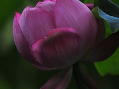 -陈家山荷花公园