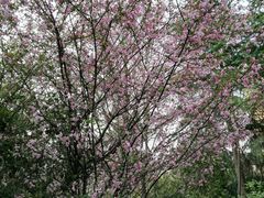 -杭州半山国家森林公园