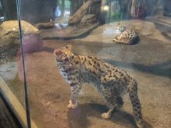 -清迈夜间动物园