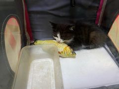 -宠爱国际动物医院· 猫科· 外科·中兽医(长白店)