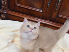 -东方名猫馆·英短金渐层布偶猫舍(环线广场1号楼店)