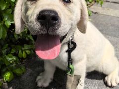 -瑞鹏宠物医院·普外科·影像科·皮肤科(城市山谷分院)