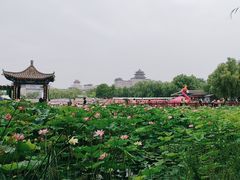 -莲花池公园