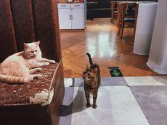 -猫小院猫主题餐厅(三里屯店)