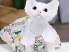 -十年猫舍·猫咪专门店(普陀店)