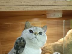 -猫十亿·布偶金渐层·曼基康矮脚猫舍(青年路店)