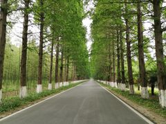 -黄海国家森林公园