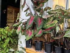 -溪岸路花鸟市场