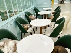 -安格丽娜·狗咖·猫咖羊驼咖(春熙路百盛商场店)