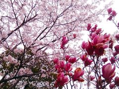 -天王浮山樱花园