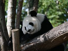 -成都大熊猫繁育研究基地